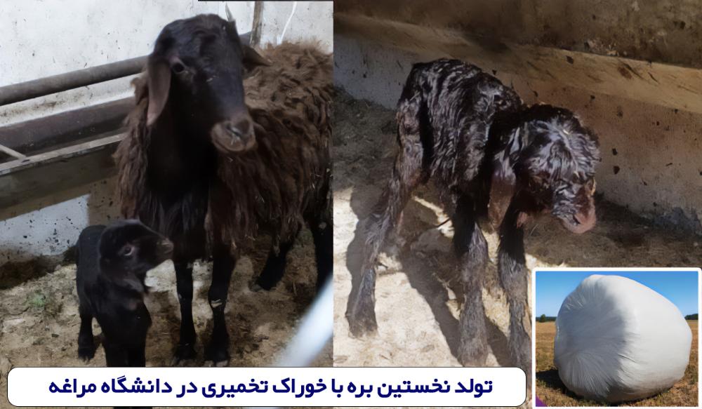 تولد نخستین بره با خوراک تخمیری در دانشگاه مراغه